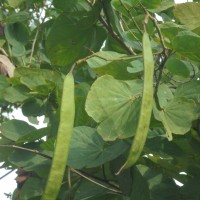 Bauhinia purpurea L.